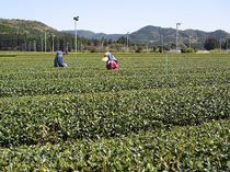 お茶