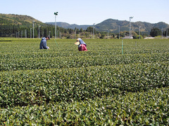 お茶