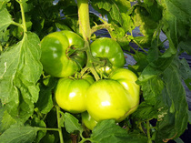 夏野菜 (トマト、ゴーヤ)