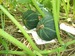 カボチャ