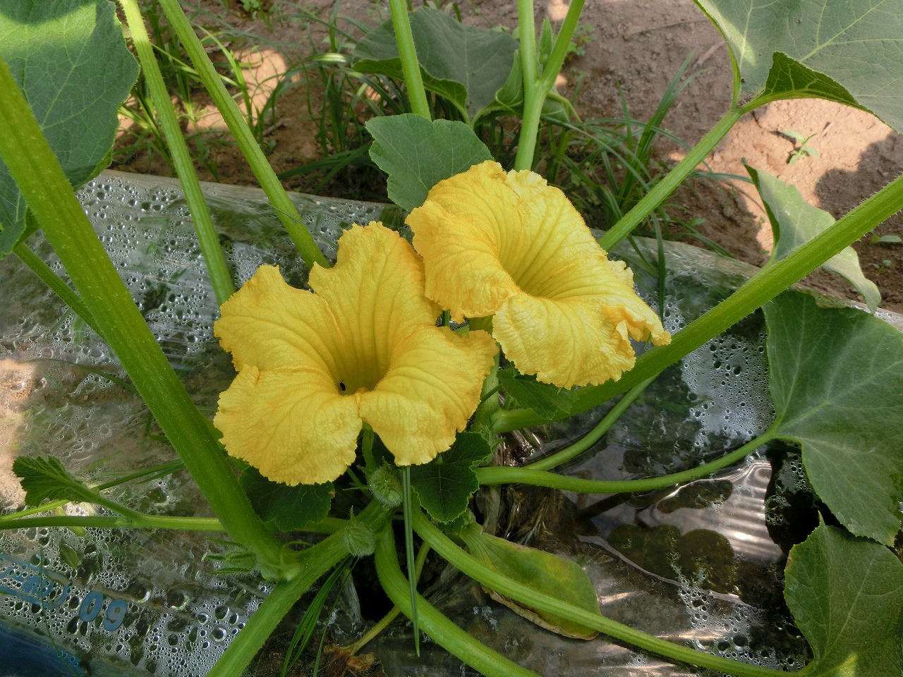 0415かぼちゃ花.jpg