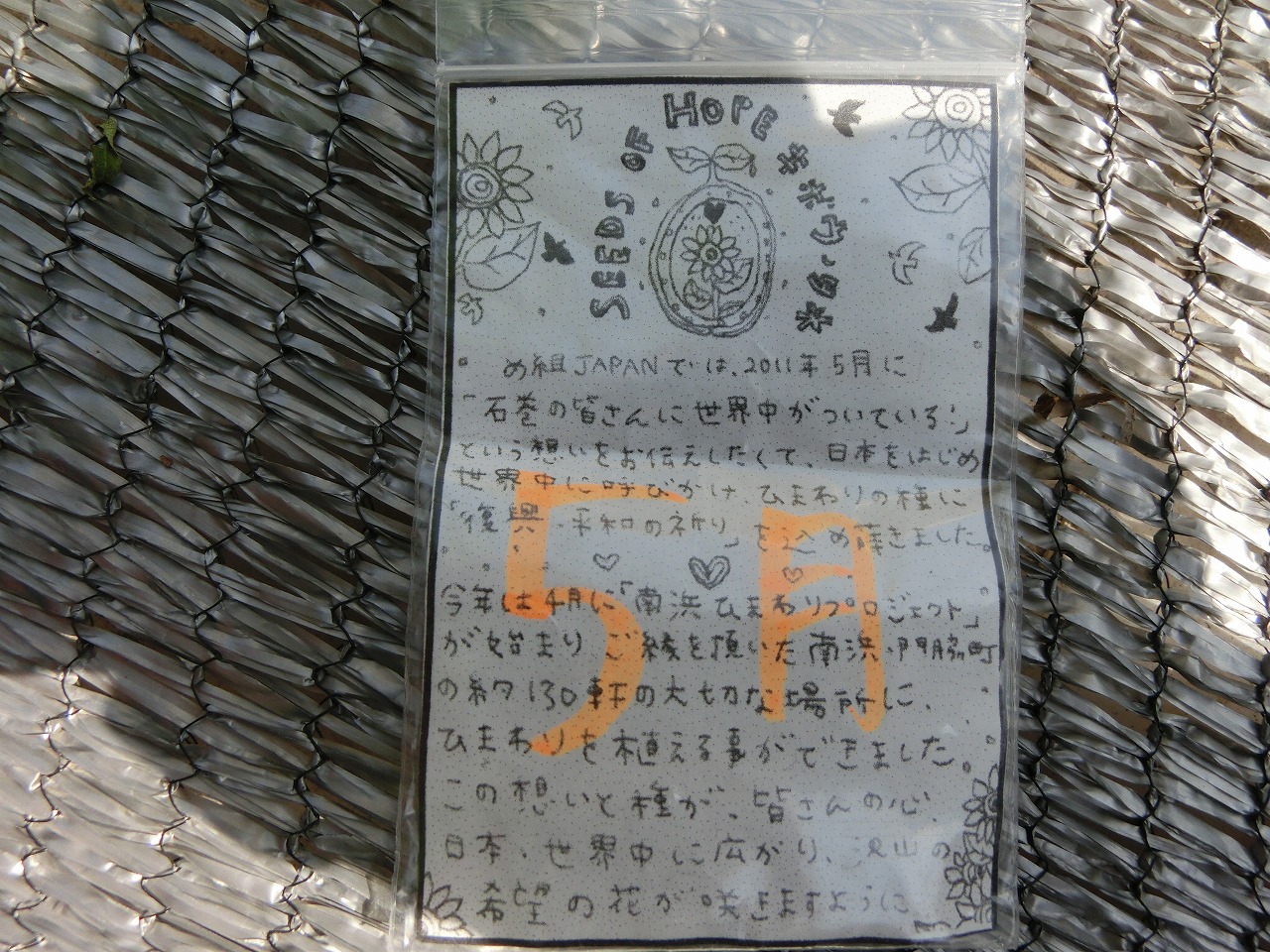 0502ひまわり種.jpg