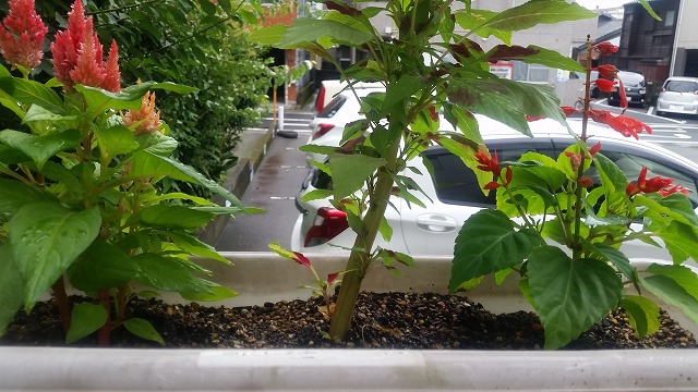 s-20150818_073802.jpg