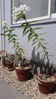 s-20160523_102835.jpg