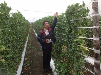 スナップエンドウ