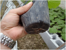 カボチャポット