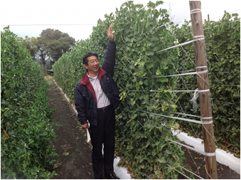 スナップエンドウ