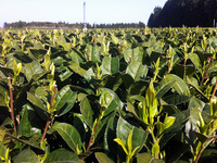 茶葉の色・香りの確認