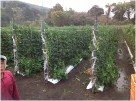 スナップエンドウ